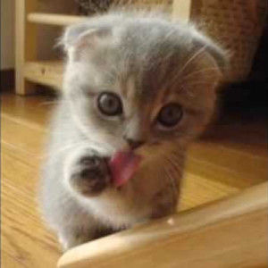 Meet your Posher, Madeline